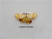 藏品(尺蛾316)的圖片